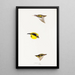 A synopsis of the birds of Australia and adjacent islands Pl26 - Elizabeth Gould — framed artwork on a wall