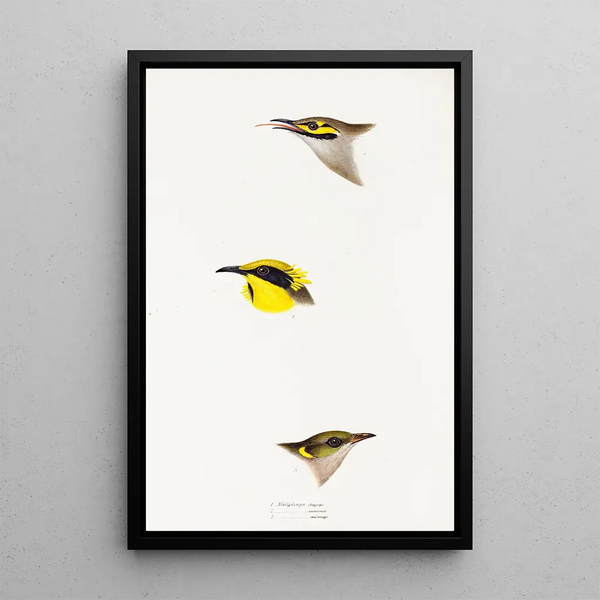 A synopsis of the birds of Australia and adjacent islands Pl26 - Elizabeth Gould — framed artwork on a wall
