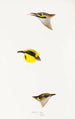 A synopsis of the birds of Australia and adjacent islands Pl26 - Elizabeth Gould — artwork view