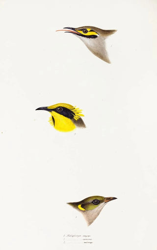 A synopsis of the birds of Australia and adjacent islands Pl26 - Elizabeth Gould — artwork view