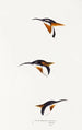 A synopsis of the birds of Australia and adjacent islands Pl27 - Elizabeth Gould — artwork view
