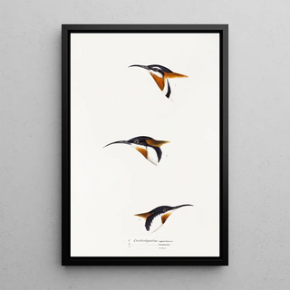 A synopsis of the birds of Australia and adjacent islands Pl27 - Elizabeth Gould — framed artwork on a wall