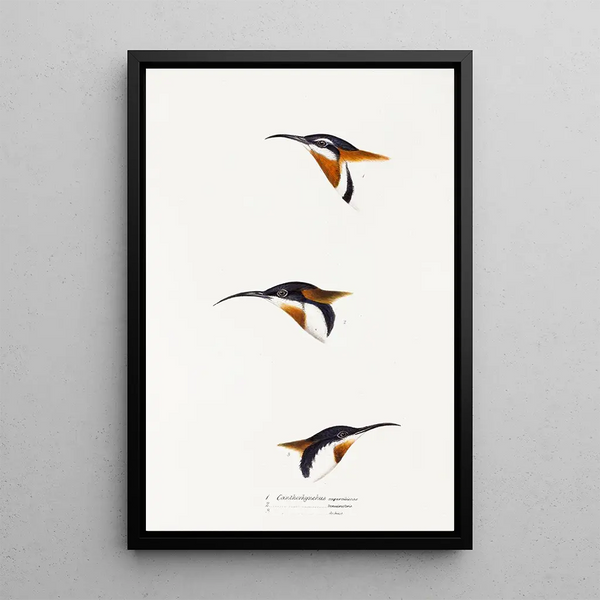 A synopsis of the birds of Australia and adjacent islands Pl27 - Elizabeth Gould — framed artwork on a wall