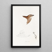 A synopsis of the birds of Australia and adjacent islands Pl28 - Elizabeth Gould — framed artwork on a wall
