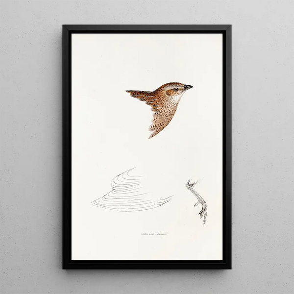 A synopsis of the birds of Australia and adjacent islands Pl28 - Elizabeth Gould — framed artwork on a wall