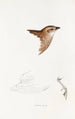 A synopsis of the birds of Australia and adjacent islands Pl28 - Elizabeth Gould — artwork view