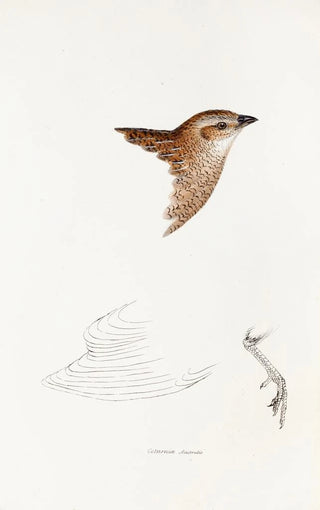 A synopsis of the birds of Australia and adjacent islands Pl28 - Elizabeth Gould — artwork view
