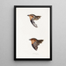 A synopsis of the birds of Australia and adjacent islands Pl29 - Elizabeth Gould — framed artwork on a wall