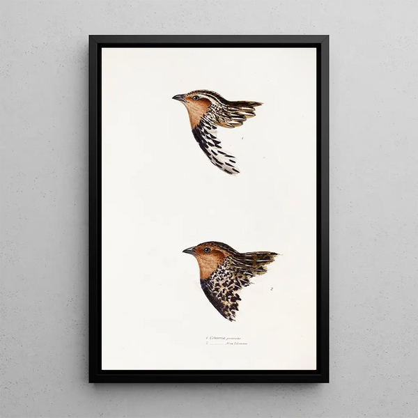 A synopsis of the birds of Australia and adjacent islands Pl29 - Elizabeth Gould — framed artwork on a wall