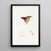 A synopsis of the birds of Australia and adjacent islands Pl30 - Elizabeth Gould — framed artwork on a wall