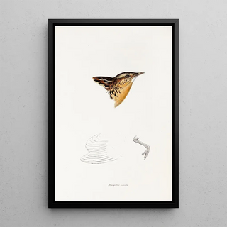 A synopsis of the birds of Australia and adjacent islands Pl30 - Elizabeth Gould — framed artwork on a wall