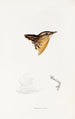 A synopsis of the birds of Australia and adjacent islands Pl30 - Elizabeth Gould — artwork view