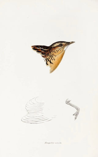 A synopsis of the birds of Australia and adjacent islands Pl30 - Elizabeth Gould — artwork view
