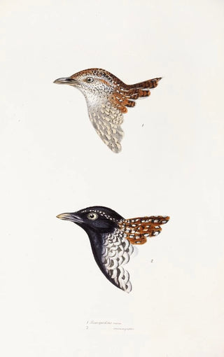 A synopsis of the birds of Australia and adjacent islands Pl31 - Elizabeth Gould — artwork view