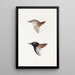 A synopsis of the birds of Australia and adjacent islands Pl31 - Elizabeth Gould — framed artwork on a wall