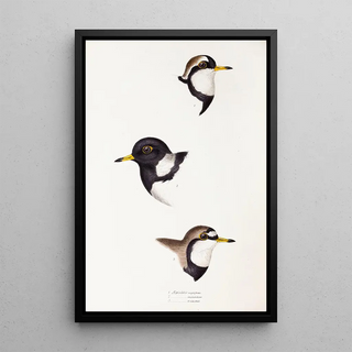 A synopsis of the birds of Australia and adjacent islands Pl32 - Elizabeth Gould — framed artwork on a wall