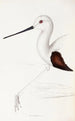 A synopsis of the birds of Australia and adjacent islands Pl33 - Elizabeth Gould — artwork view