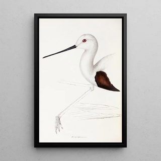 A synopsis of the birds of Australia and adjacent islands Pl33 - Elizabeth Gould — framed artwork on a wall