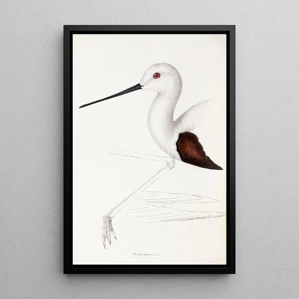 A synopsis of the birds of Australia and adjacent islands Pl33 - Elizabeth Gould — framed artwork on a wall