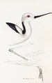 A synopsis of the birds of Australia and adjacent islands Pl34 - Elizabeth Gould — artwork view