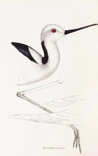 A synopsis of the birds of Australia and adjacent islands Pl34 - Elizabeth Gould — artwork view