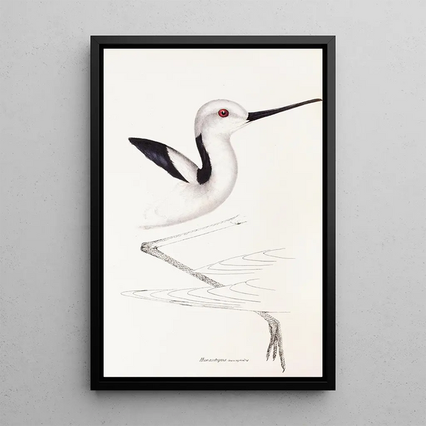 A synopsis of the birds of Australia and adjacent islands Pl34 - Elizabeth Gould — framed artwork on a wall