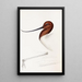 A synopsis of the birds of Australia and adjacent islands Pl35 - Elizabeth Gould — framed artwork on a wall