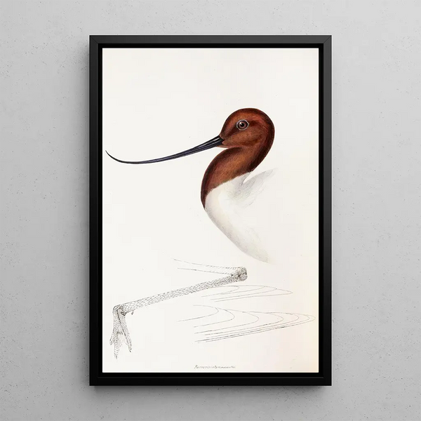 A synopsis of the birds of Australia and adjacent islands Pl35 - Elizabeth Gould — framed artwork on a wall