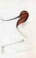 A synopsis of the birds of Australia and adjacent islands Pl35 - Elizabeth Gould — artwork view