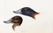 A synopsis of the birds of Australia and adjacent islands Pl36 - Elizabeth Gould — artwork view