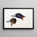 A synopsis of the birds of Australia and adjacent islands Pl36 - Elizabeth Gould — framed artwork on a wall