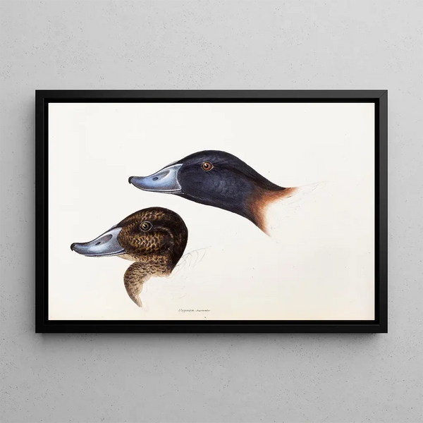 A synopsis of the birds of Australia and adjacent islands Pl36 - Elizabeth Gould — framed artwork on a wall