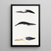 An overview of the birds of Australia and adjacent islands Pl37 - Elizabeth Gould — framed artwork on a wall