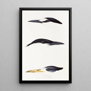 An overview of the birds of Australia and adjacent islands Pl37 - Elizabeth Gould — framed artwork on a wall