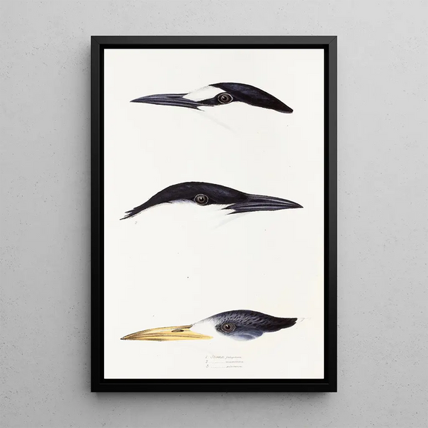 An overview of the birds of Australia and adjacent islands Pl37 - Elizabeth Gould — framed artwork on a wall