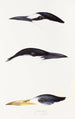 An overview of the birds of Australia and adjacent islands Pl37 - Elizabeth Gould — artwork view
