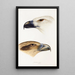 A synopsis of the birds of Australia and adjacent islands Pl39 - Elizabeth Gould — framed artwork on a wall