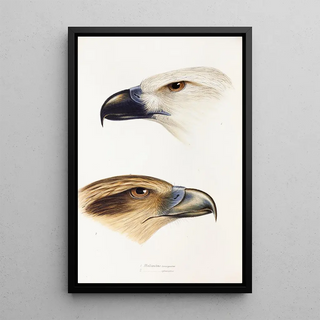 A synopsis of the birds of Australia and adjacent islands Pl39 - Elizabeth Gould — framed artwork on a wall
