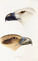 A synopsis of the birds of Australia and adjacent islands Pl39 - Elizabeth Gould — artwork view
