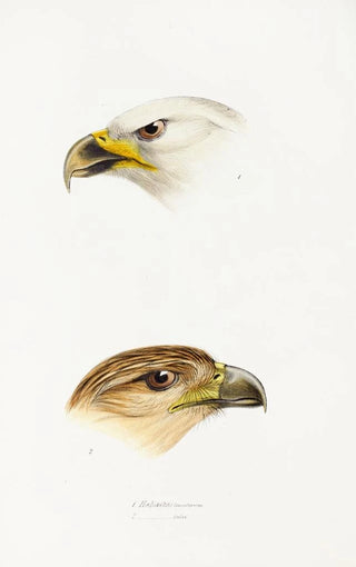 A synopsis of the birds of Australia and adjacent islands Pl40 - Elizabeth Gould — artwork view