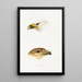 A synopsis of the birds of Australia and adjacent islands Pl40 - Elizabeth Gould — framed artwork on a wall