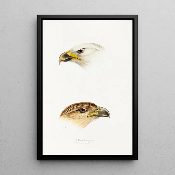A synopsis of the birds of Australia and adjacent islands Pl40 - Elizabeth Gould — framed artwork on a wall