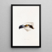 A synopsis of the birds of Australia and adjacent islands Pl41 - Elizabeth Gould — framed artwork on a wall
