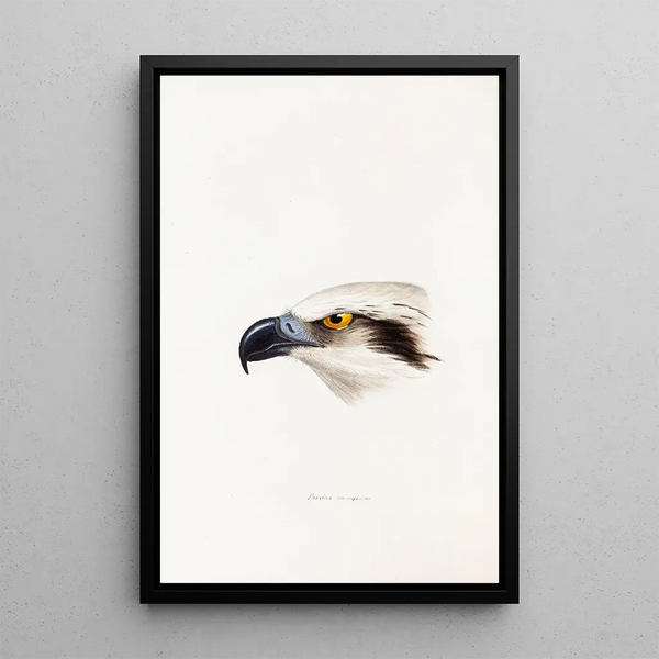 A synopsis of the birds of Australia and adjacent islands Pl41 - Elizabeth Gould — framed artwork on a wall