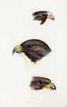 A synopsis of the birds of Australia and adjacent islands Pl42 - Elizabeth Gould — artwork view