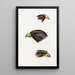 A synopsis of the birds of Australia and adjacent islands Pl42 - Elizabeth Gould — framed artwork on a wall