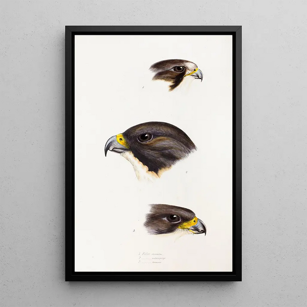 A synopsis of the birds of Australia and adjacent islands Pl42 - Elizabeth Gould — framed artwork on a wall