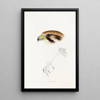 A synopsis of the birds of Australia and adjacent islands Pl43 - Elizabeth Gould — framed artwork on a wall