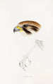A synopsis of the birds of Australia and adjacent islands Pl43 - Elizabeth Gould — artwork view