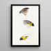 A synopsis of the birds of Australia and adjacent islands Pl44 - Elizabeth Gould — framed artwork on a wall